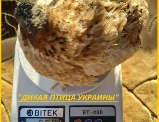Инкубационные яйца Феникс - яйца инкубационные перепела