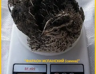 Яйцо инкубационное перепела Фараон Испанский и молодняк