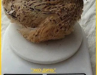 Яйцо инкубационное перепела Феникс Золотистый - бройлер и молодняк
