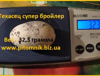 Яйца инкубационные "Техасец белый утяжеленный " - супер бройлер