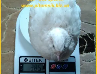 Индоперепела яйца инкубационные