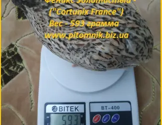 Яйцо инкубационные перепела Феникс Золотистый - (France)