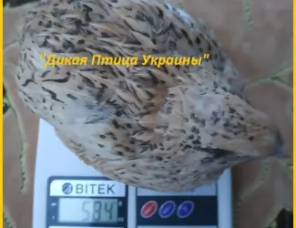 Инкубационные яйца перепелов