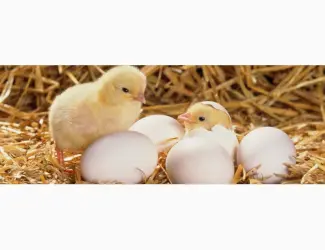 Зображення для оголошення Продам інкубаційне яйце