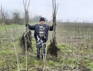 Зображення для оголошення Саджанці волоського горіха