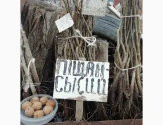 Зображення для оголошення Продам саджанцы грецкого ореха