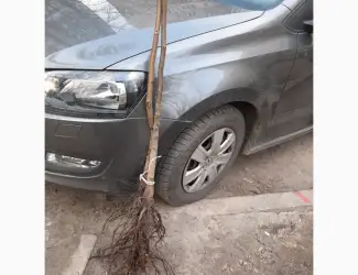 Зображення для оголошення Саженцы ореха ЯЦЕК