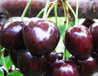 Зображення для оголошення Продаю саженцы черешни