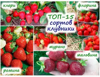 Зображення для оголошення Якісні саджанці полуниці