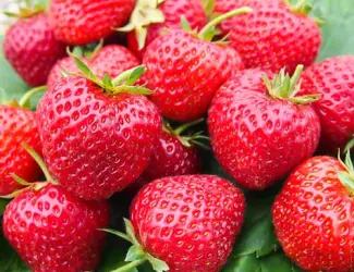 Зображення для оголошення Полуниця Зенга Зенгана(Senga Sengana Strawberry) саджанці полуниці Фріго