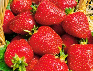 Зображення для оголошення Полуниця Роксана (Roxana Strawberry) саджанці полуниці Фріго
