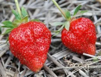 Зображення для оголошення Полуниця Флер (Flair Strawberry) саджанці полуниці Фріго