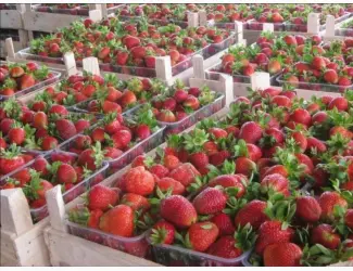 Зображення для оголошення Полуниця Полка (Polka Strawberry) саджанці полуниці Фріго