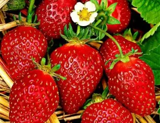 Зображення для оголошення Полуниця Корона (Korona Strawberry) саджанці полуниці Фріго