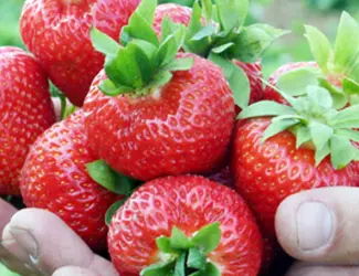 Зображення для оголошення Ельсанта (Elsanta Strawberry) саджанці полуниці Фріго