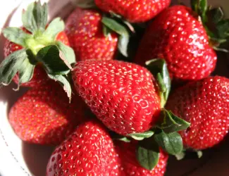 Зображення для оголошення Полуниця Румба (Rumba Strawberry) саджанці полуниці Фріго