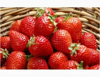 Зображення для оголошення Полуниця Кимберли (Kimberly Strawberry) саджанці полуниці Фріго