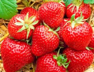 Зображення для оголошення Полуниця Хоней (Honeoye Strawberry) саджанці полуниці Фріго