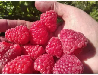 Зображення для оголошення Продам Саджанці малини сорт Маравилла (Maravilla)