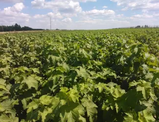 Зображення для оголошення Продам лицензионные саженцы черной смородины польских сортов