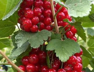 Зображення для оголошення Продам саджанці порічки