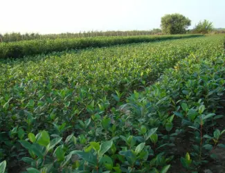 Зображення для оголошення Продам саженцы черноплодной рябины (арония)