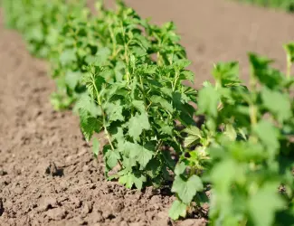 Зображення для оголошення Продам саджанці