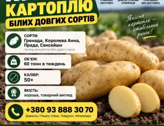 Зображення для оголошення Терміново!!’ Куплю Картофель от 4 ех машин 88 тонн