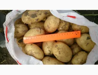 Зображення для оголошення Маю покупців картоплі товарної от фермерів та постачальників з 10 тонн