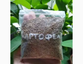 Продам семена картофеля (конкретно семена