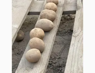 Продам посадочный картофель