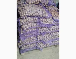Продам насінневу картоплю Арізона оптом