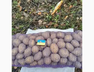 Продам картоплю середнього калібру сорт Конект оптом