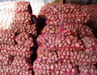 Продам насіння картоплі сорту Ред Леди Ред Ледi оптом