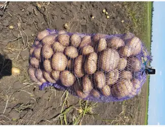 Продам картофель чистый
