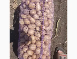 Продам картофель Аризона