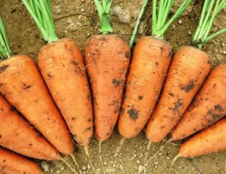 Зображення для оголошення Продам семена морковки