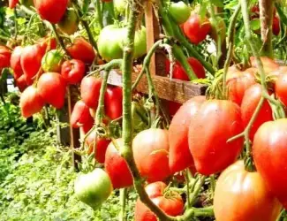 Зображення для оголошення Продам семена Томат Чудо Земли