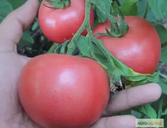 Зображення для оголошення Продам семена томата Пинк Розовый (Euroseed Италия)