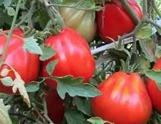 Зображення для оголошення Продам семена Томат 100 Пудов