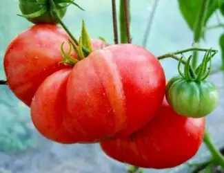 Зображення для оголошення Продам семена Томат Красный гигант