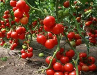 Зображення для оголошення Продам семена Томат Видимо-Невидимо