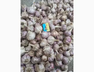 Зображення для оголошення Продам часник