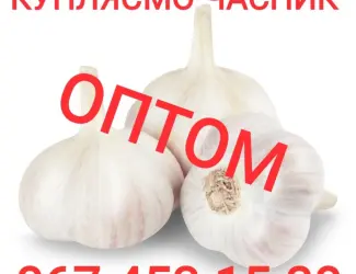 Куплю чеснок оптом дорого