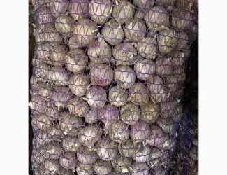 Продам часник