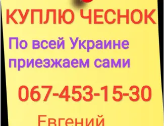 Куплю чеснок по всей Украине только товарный