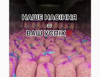 Насіння часнику однозубка часник