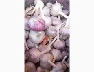 Продам озимий часник