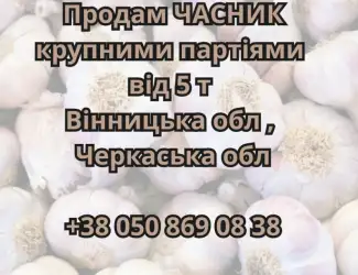 Зображення для оголошення Продам крупними партіями часник від 5 тонн