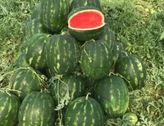 Зображення для оголошення Кавун Куплю